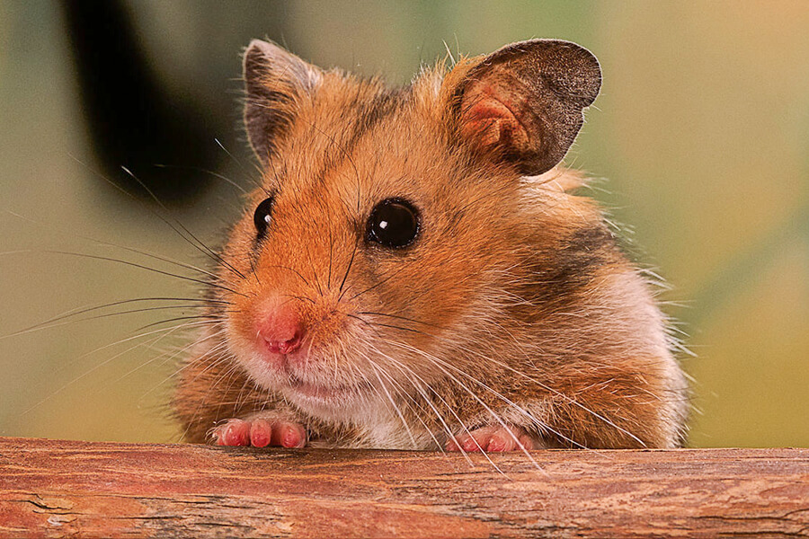 50 tên tiếng Anh cho chuột Hamster