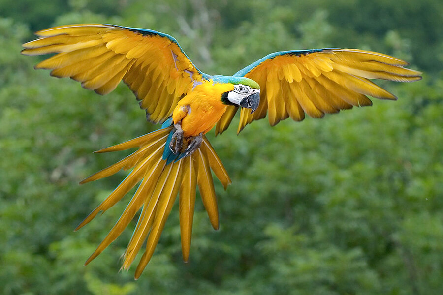 Blue and Gold Macaw Nam Mỹ