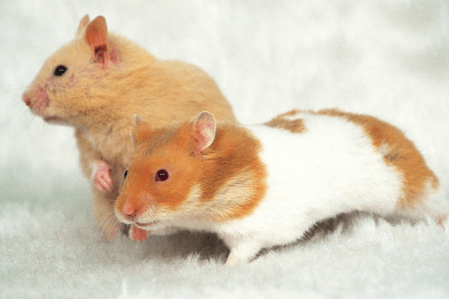 Cách chăm sóc tăng tuổi thọ chuột hamster