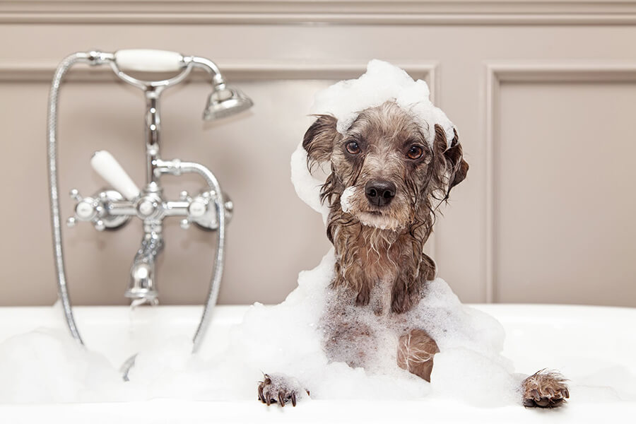 Cách tắm cho chó và lưu ý khi tắm