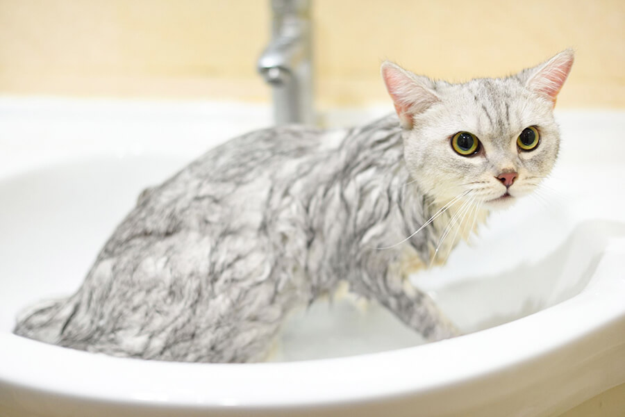 Cách tắm cho mèo con tại nhà