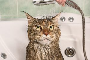 Cách tắm cho mèo hiệu quả