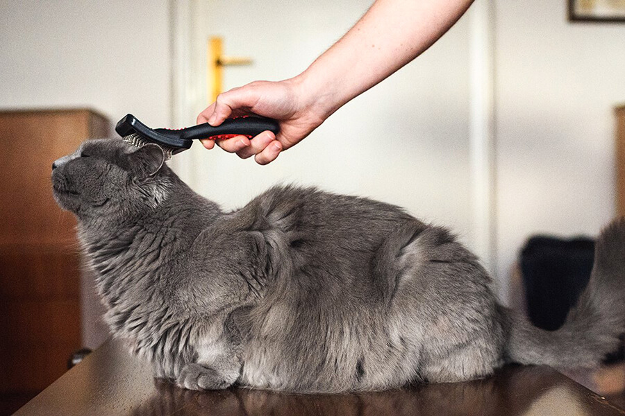 Chải lông và chăm sóc mèo Chartreux