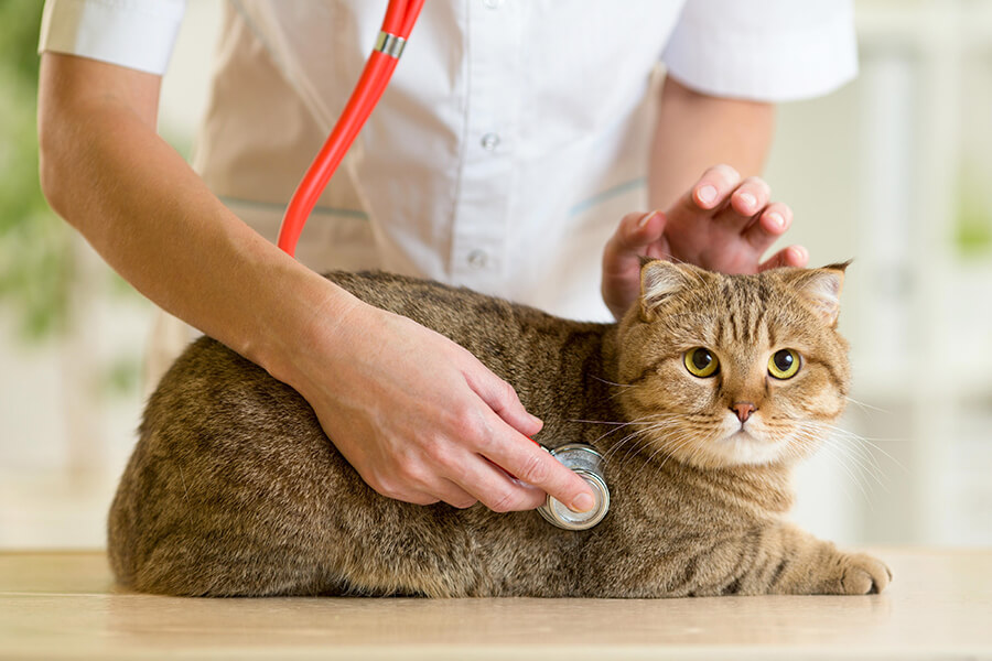 Chăm sóc sức khỏe mèo