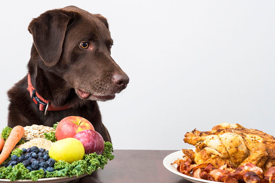 Chế độ ăn uống hợp lý tăng tuổi thọ của chó