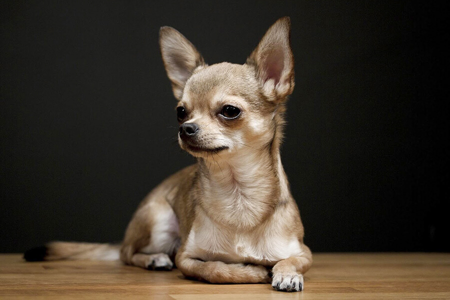 Chó Chihuahua nguồn gốc Nam Mỹ