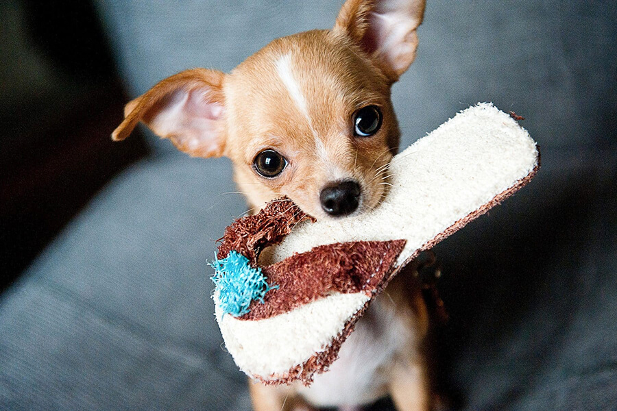 Chihuahua tinh nghịch