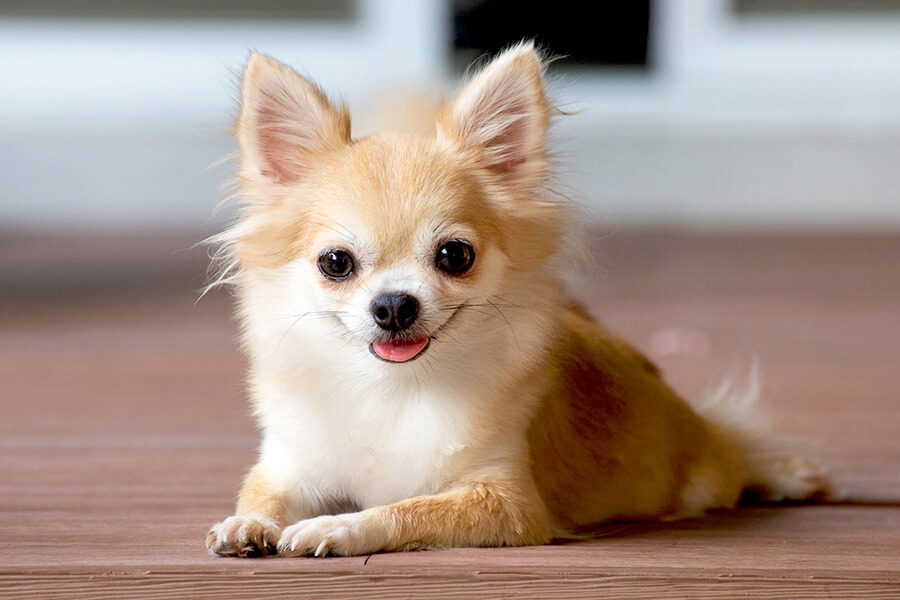 Chó Cảnh Chihuahua | Đặc Điểm Nổi Bật, Cách Nuôi & Chăm Sóc