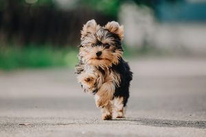Chó Yorkipoo Đặc Điểm Nổi Bật, Cách Nuôi & Chăm Sóc