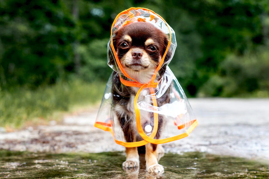 Chó chi hua hua mặc áo mưa