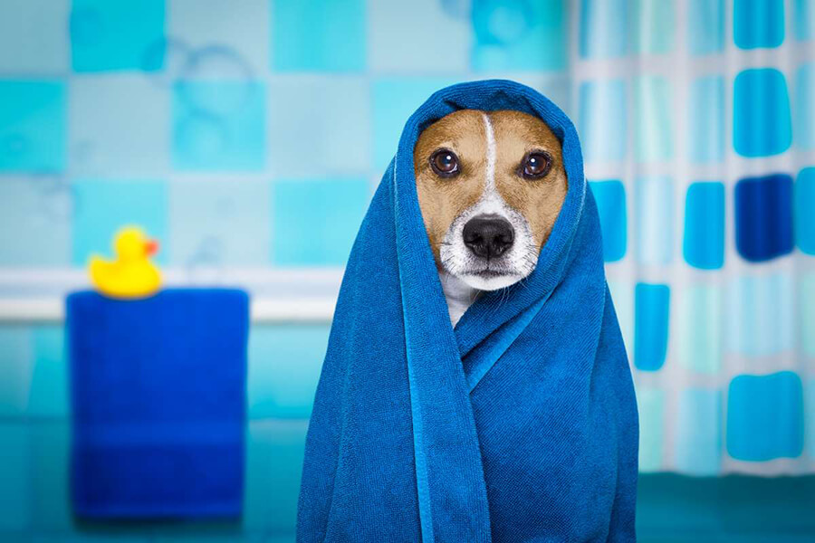 Chuẩn bị cho chó trước khi tắm