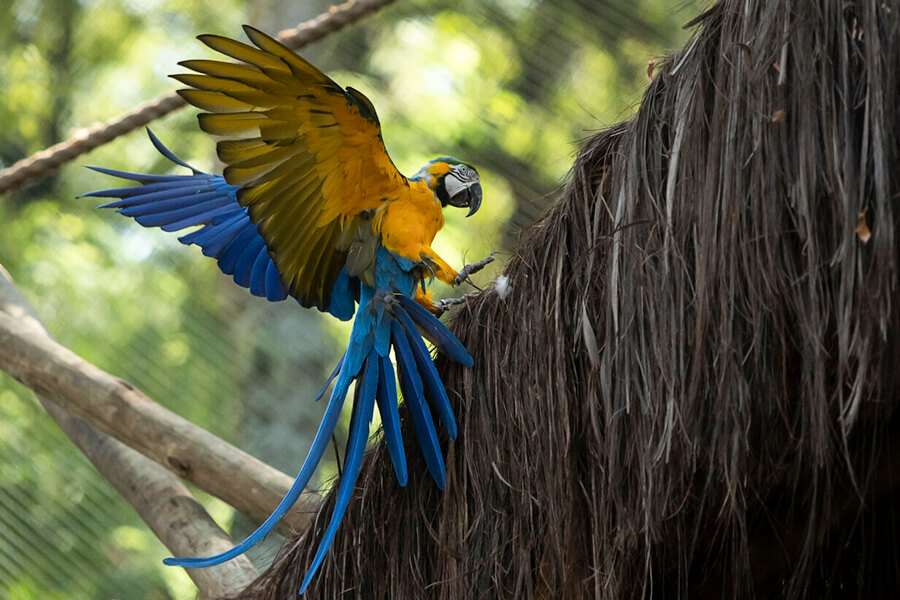 Chuồng nuôi cho vẹt Macaw
