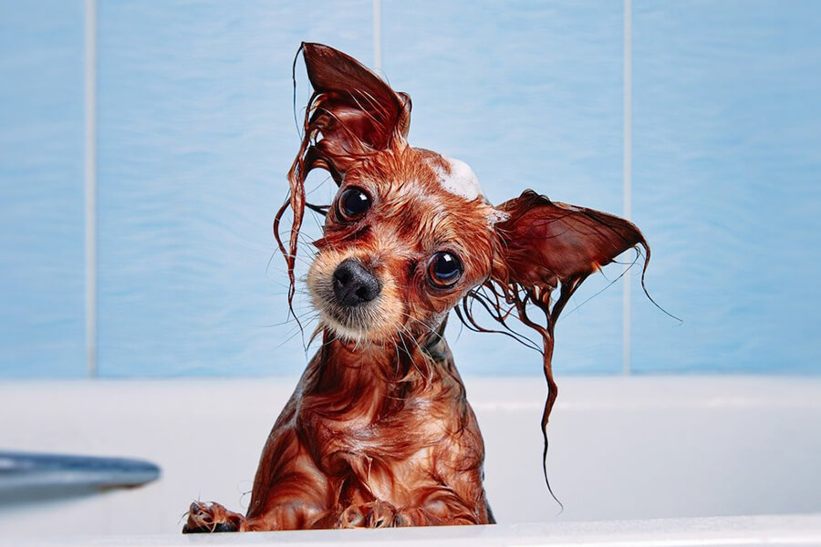 Nên tắm đều đặn cho chó