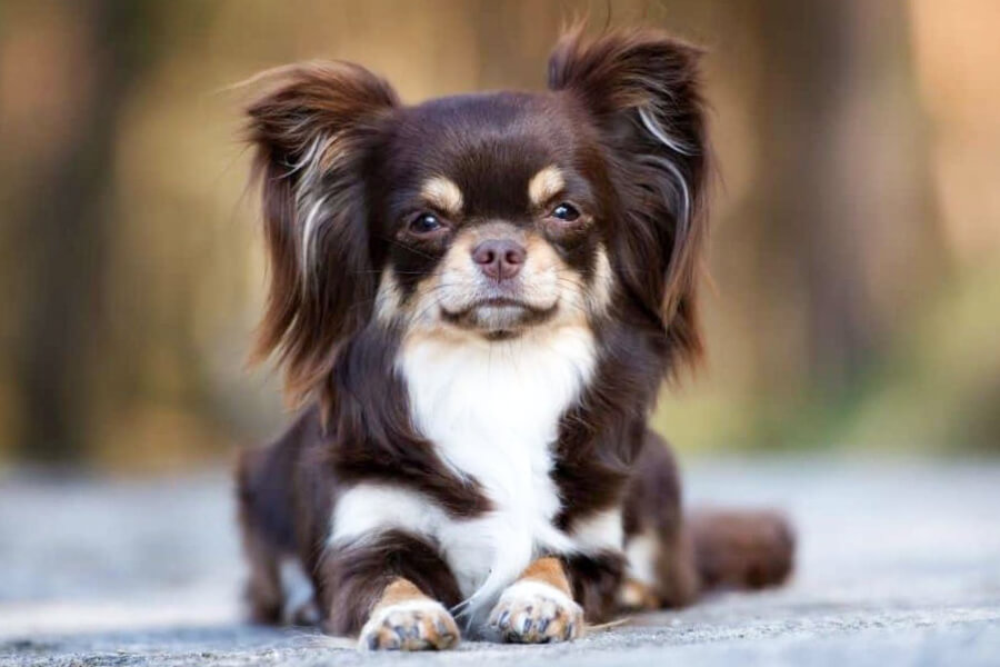 Đặc điểm nổi bật của chó Chihuahua