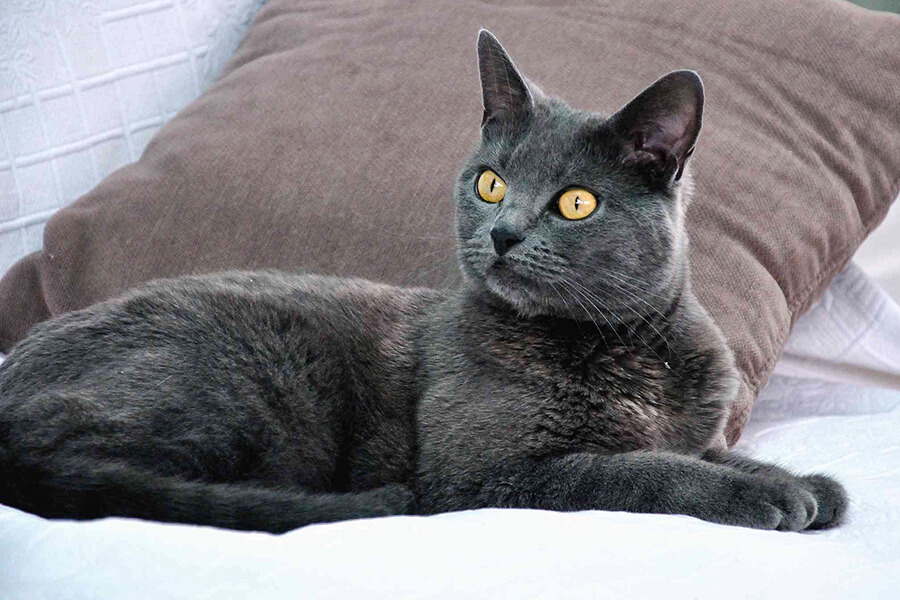 Đặc điểm tính cách mèo Chartreux
