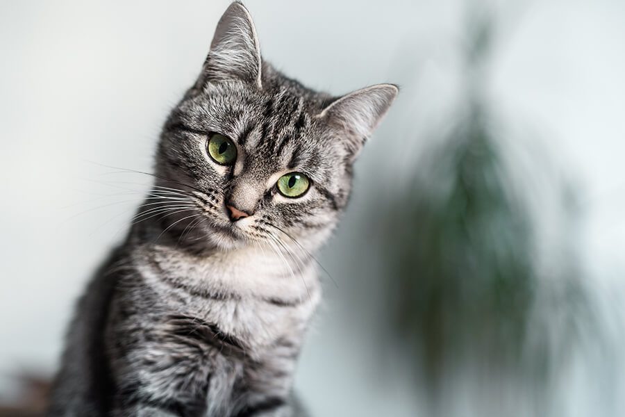 Độ đáng yêu của Mèo Mỹ Lông Ngắn American Shorthair