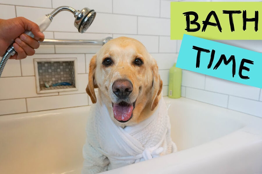 Hướng dẫn cách tắm cho chó