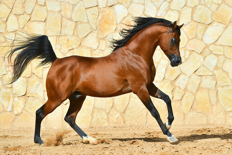 Kích thước ngựa Ả Rập