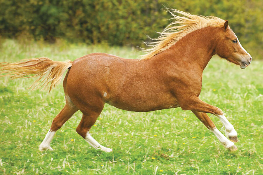 Kích thước ngựa núi xứ Wales Welsh