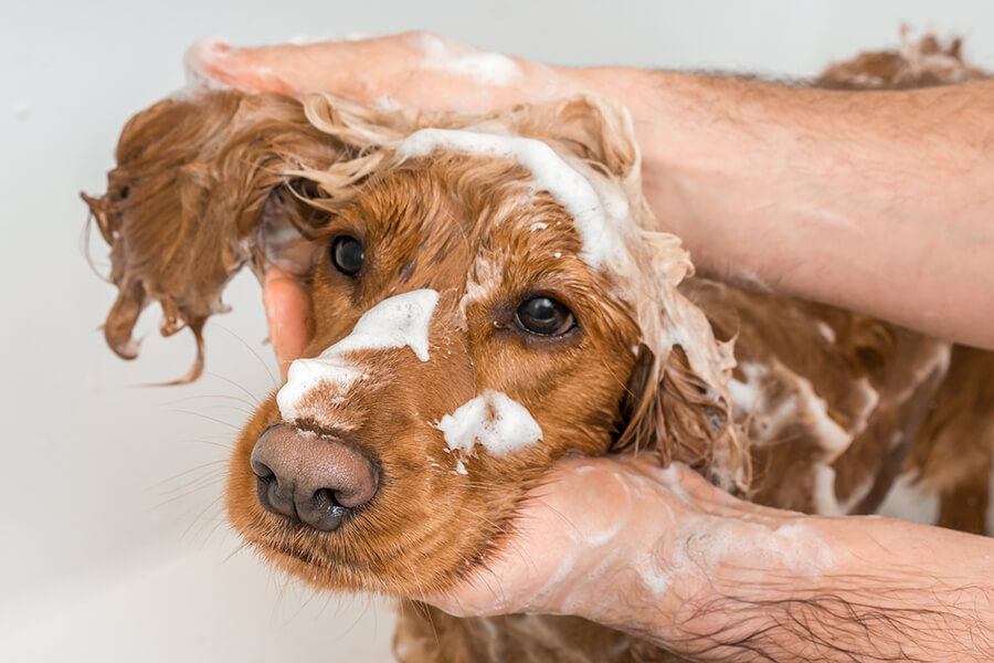 Massage cho cún trong khi tắm