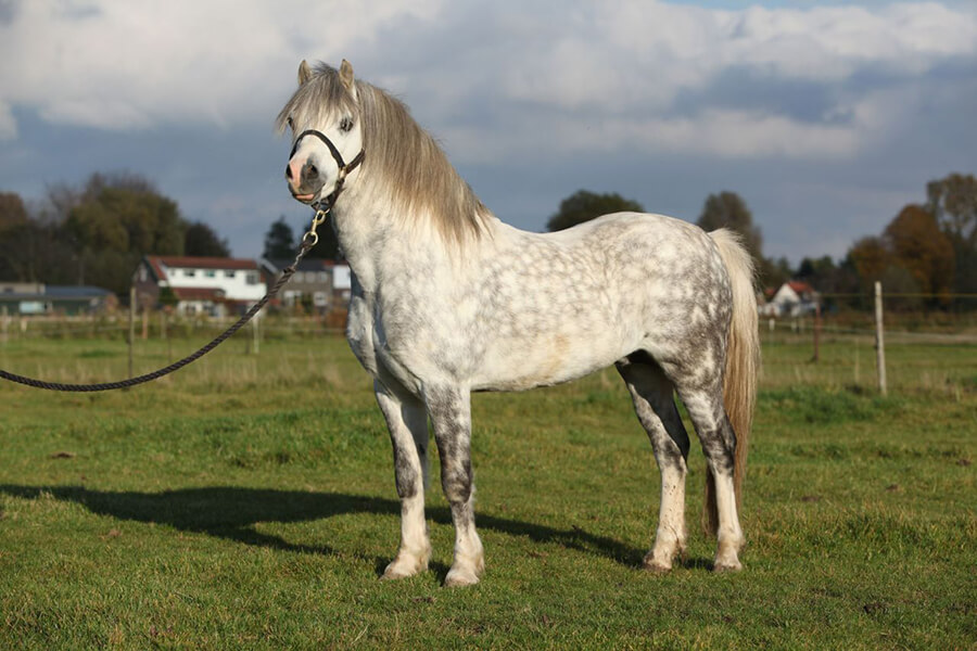 Màu sắc ngựa Welsh xứ Wales