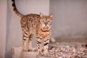 Mèo Bengal Đặc Điểm Nổi Bật, Cách Nuôi & Chăm Sóc