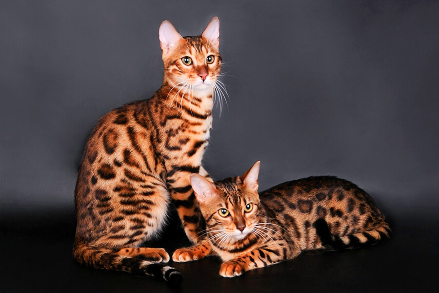 Mèo Bengal tương tác với trẻ em và vật nuôi khác