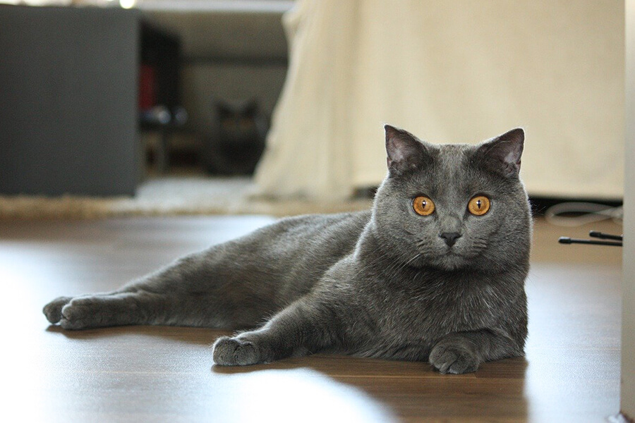 Mèo Chartreux Đặc Điểm Nổi Bật, Cách Nuôi & Chăm Sóc