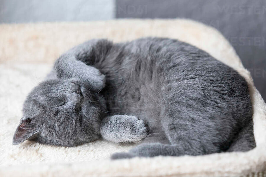 Mèo Chartreux con đang ngủ