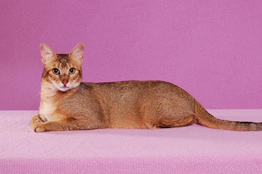 Mèo Chausie Đặc Điểm Nổi Bật, Cách Nuôi & Chăm Sóc
