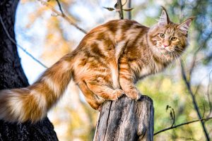 Mèo Maine Coon Đặc Điểm Nổi Bật, Cách Nuôi & Chăm Sóc