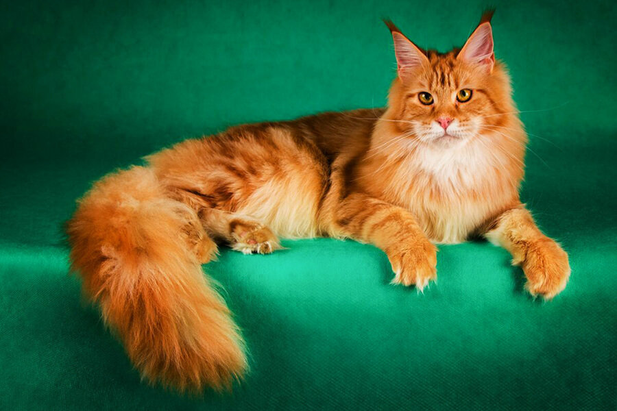 Mèo Maine Coon lông vàng cam đẹp