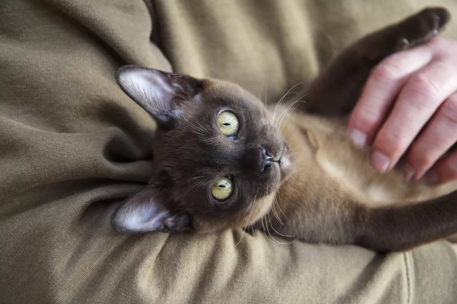 Mèo Miến Điện Burmese có tuổi thọ ổn định