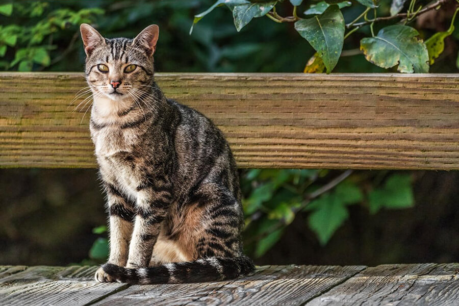 Mèo Mỹ Lông Ngắn - American Shorthair cách chăm sóc