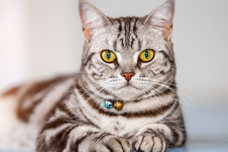 Mèo Mỹ Lông Ngắn - American Shorthair