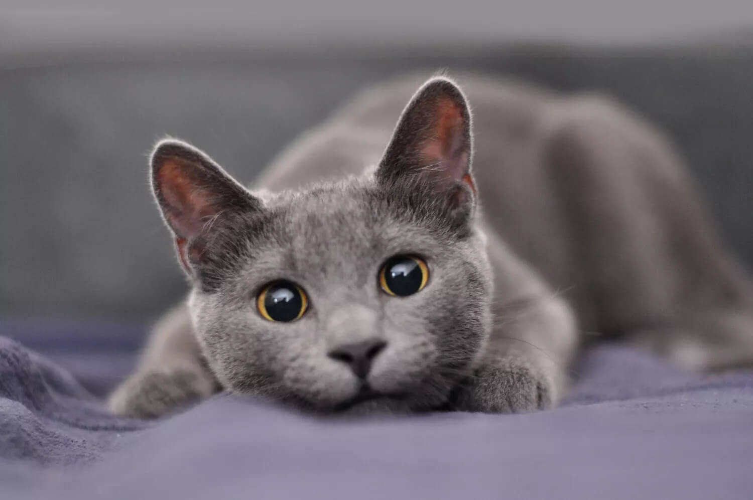 Mèo Nga Mắt Xanh trông khỏe mạnh