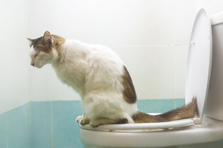 Mèo đi vệ sinh đúng chỗ