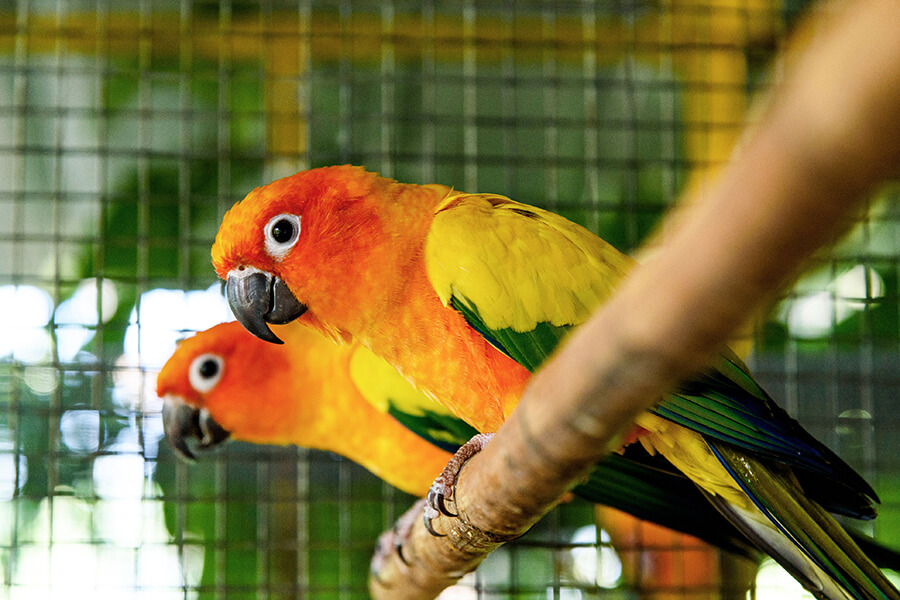 Danh sách 30 loài vẹt ở Việt Nam dễ nuôi và được nhiều người ưa chuộng –  VƯỜN CHIM KHƯỚU HÀ NỘI
