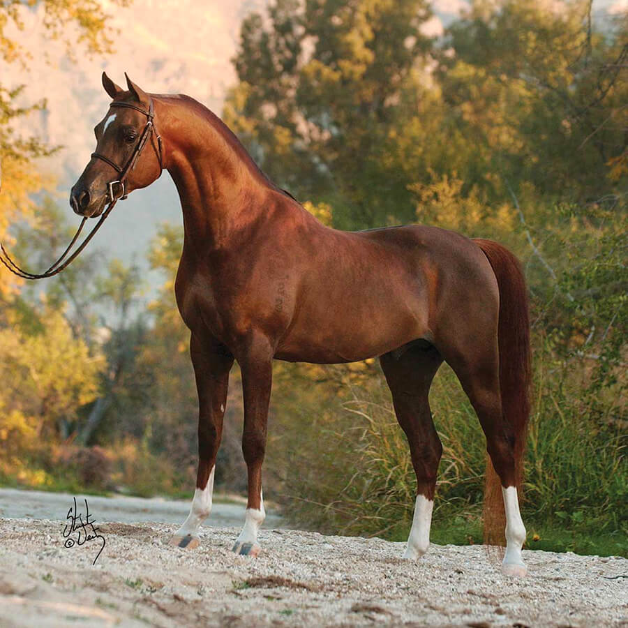 Ngựa Ả Rập có phù hợp để cưỡi