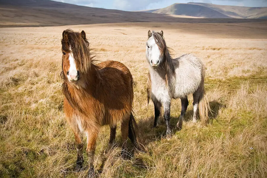 Ngựa Núi Xứ Wales Welsh - Đặc Điểm Nổi Bật, Cách Chăm Sóc
