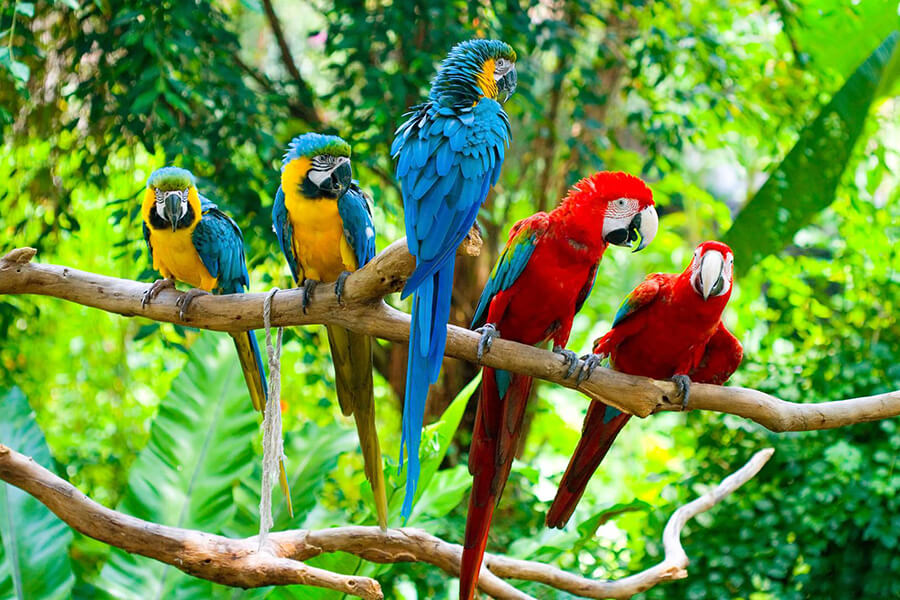 Nguồn gốc của Vẹt Macaw