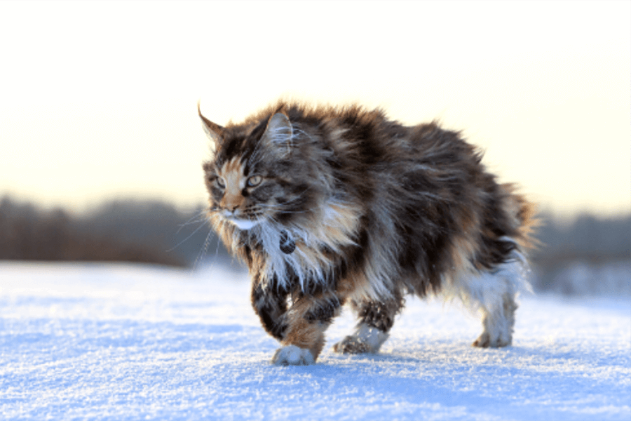 Nguồn gốc lịch sử mèo Maine Coon