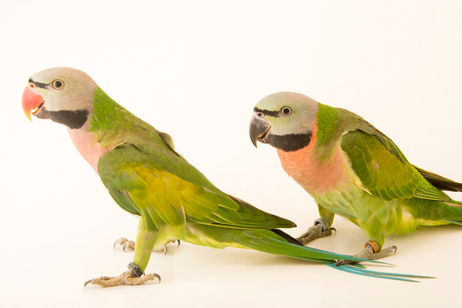 Nhận biết chim két đực cái - hồng đực - hồng cái