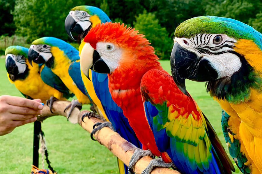Sức khỏe vẹt Macaw