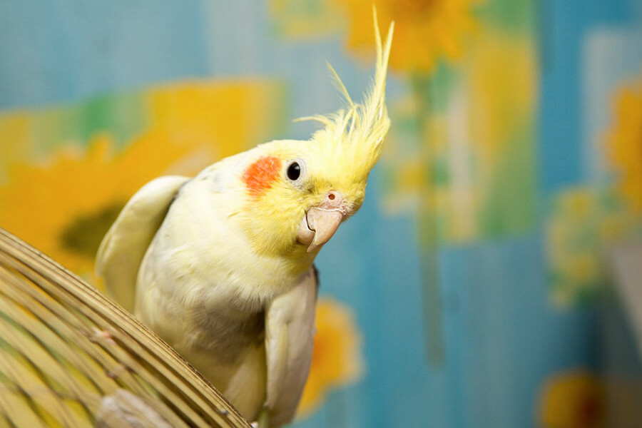 Vẹt Cockatiel màu vàng đáng yêu