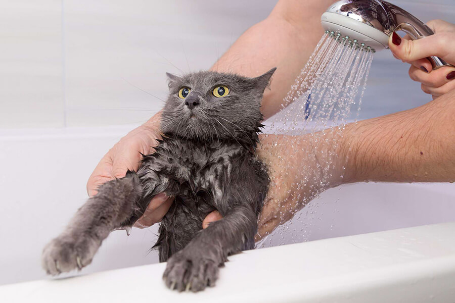 Tập cho mèo con quen nước