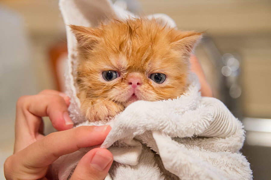 Thận trọng khi tắm cho mèo con