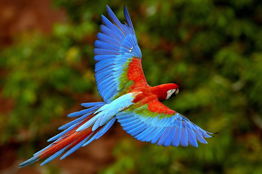 Thức ăn cho vẹt Macaw