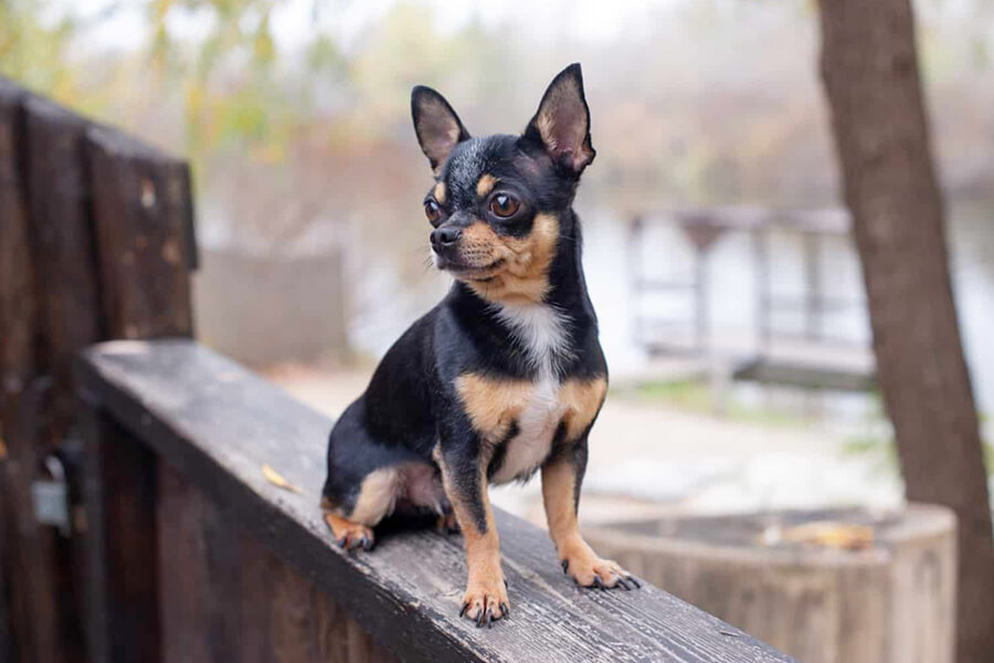 Tổng quan về chó Chihuahua