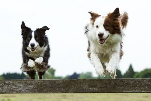 Tuổi Thọ Của Chó - Cách Tính Tuổi và Chăm Sóc